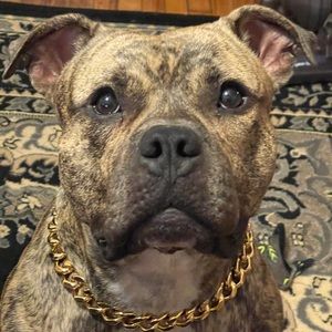 Meet your Posher, Janice